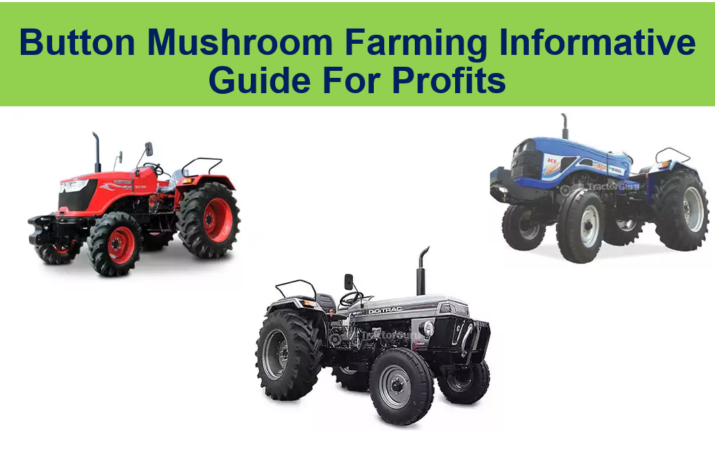 Button Mushroom Farming Informative Guide For Profits
