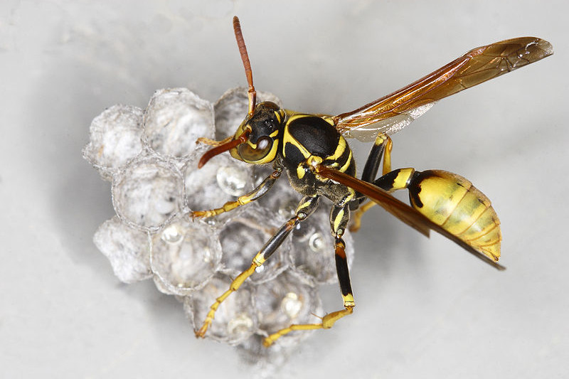 Unraveling the Art of Wasp Control Services for a Worry-Free Environment