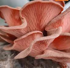 What Substrate is Suitable for Cultivating Pink Oyster Mushrooms?