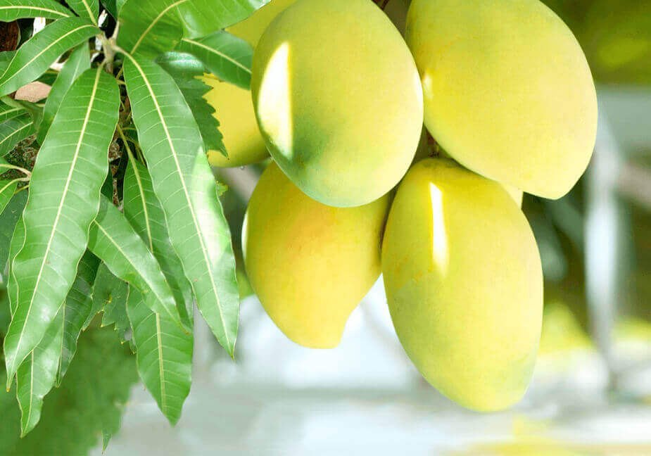 Top 15 Benefits Of Eating Kesar Mango at Night